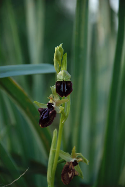 E'' una Ophrys ??????